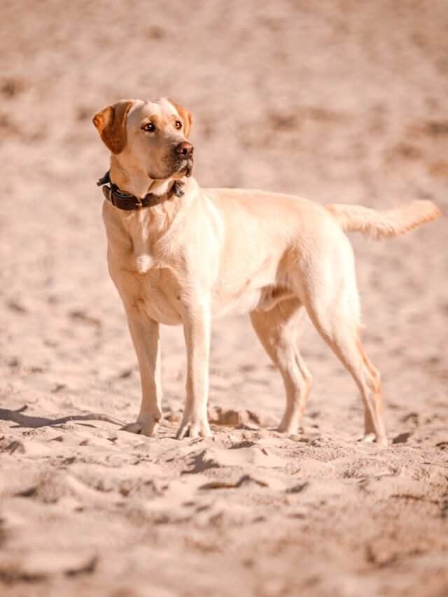 Top 8 Rarest Colors of Labrador Retiever