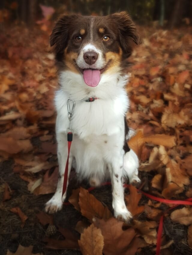 white brown and black long coat medium dog standing on dried leaves