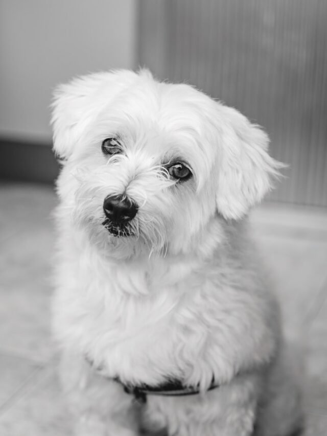 Maltese
