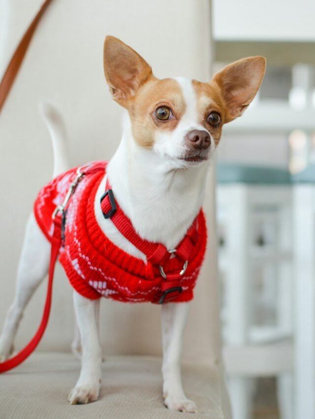 Exploring the Most Adorable Small Dog Breeds