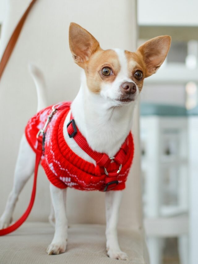 Top 8 Screaming Dog Breeds in the USA