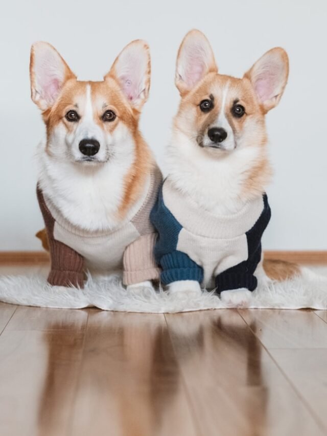 white and brown corgi on white floor tiles