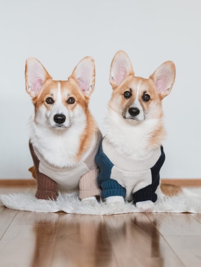 8 Adorable Corgi Mixes That Will Melt Your Heart