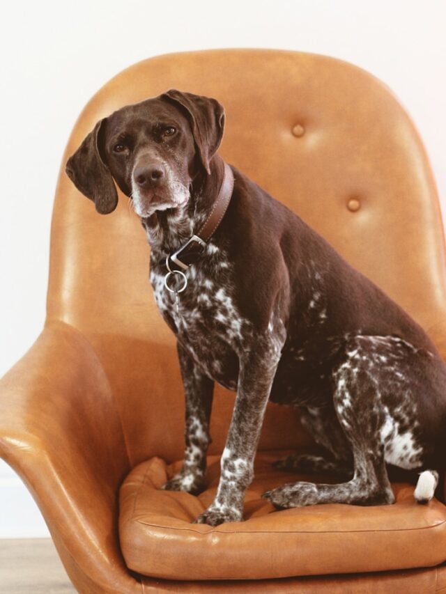 German Shorthaired Pointers