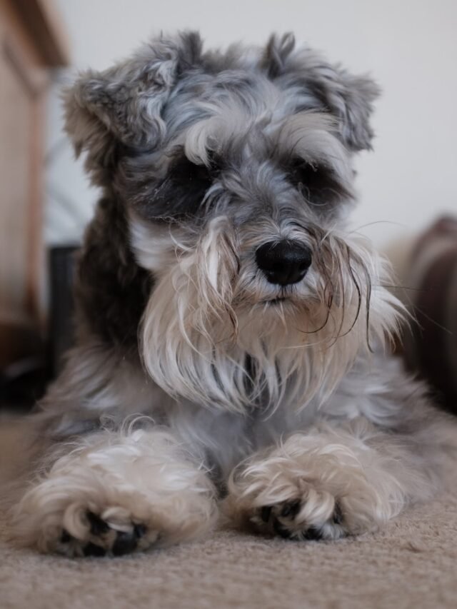 Schnauzer lying on bed
