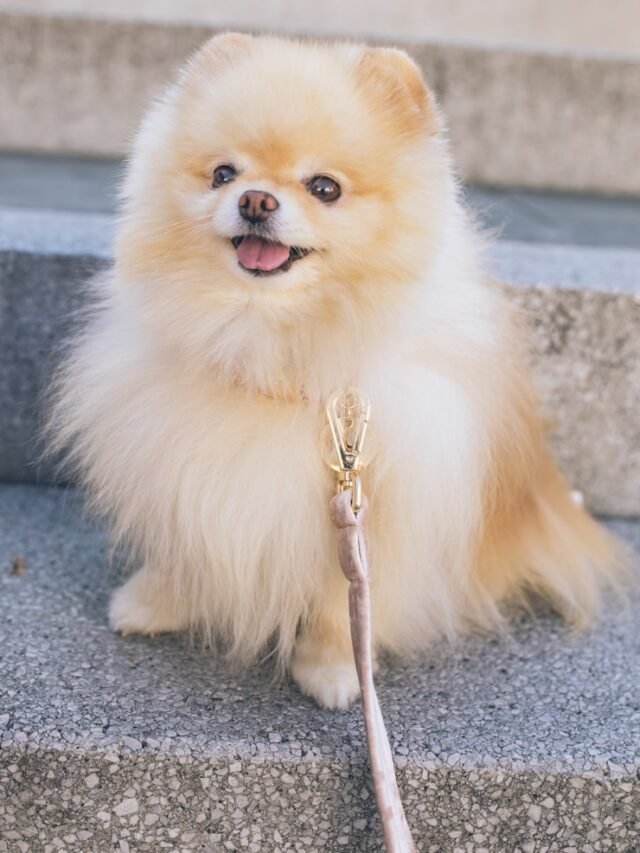 brown pomeranian puppy on grey concrete floor