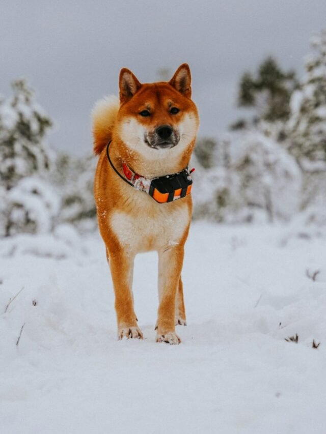 brown and white short coated dog on snow covered ground during daytime