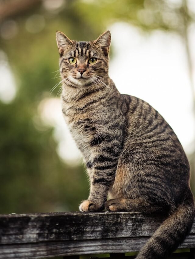 Top 8 Most Uncommon Cat Breed Characteristics in the USA