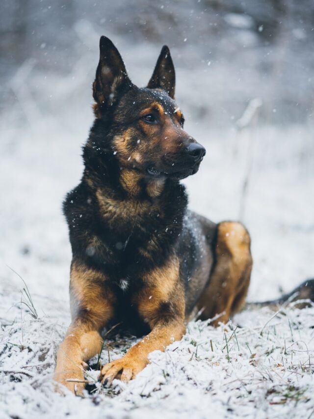 German Shepherd