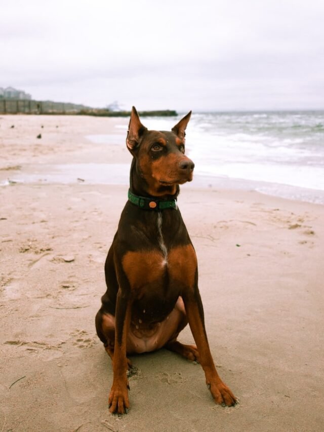 black and brown Doberman dog sitting on shore