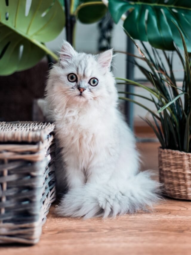 8 Most Encouraged Cat Breeds in the USA