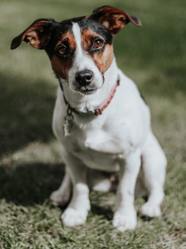 white and brown jack russell terrier puppy