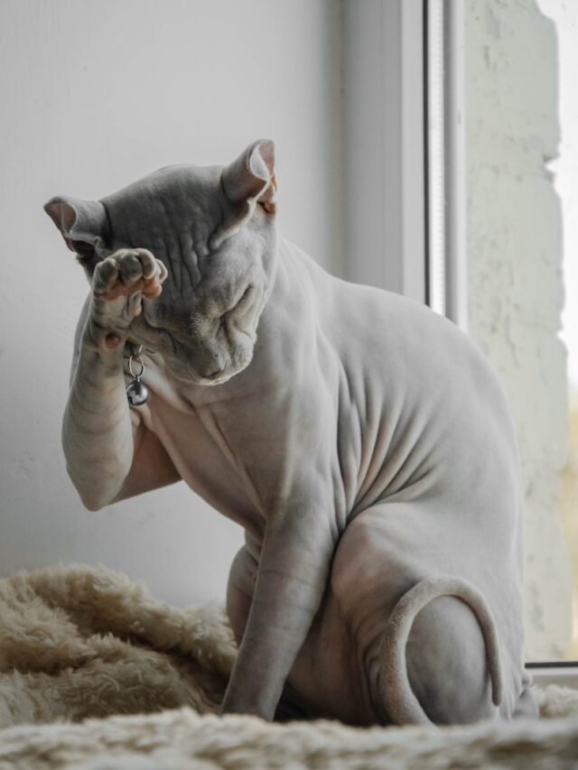 8 Most Appropriate and Prominent Cat Breeds in the USA