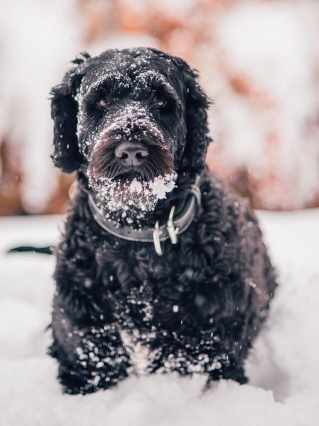 a small black dog sitting in the snow
