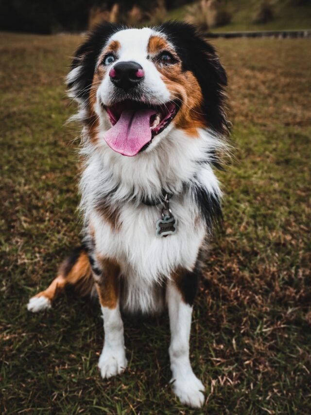 white brown and black long coated dog on green grass field during daytime
