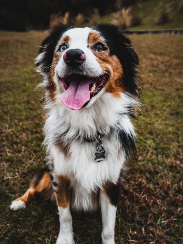 Aussie Shepherd