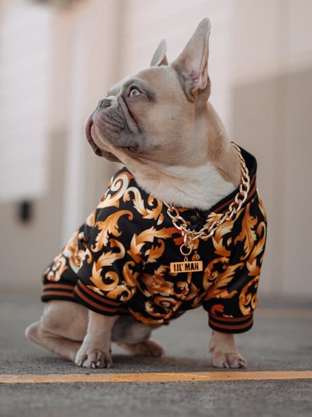 8 Best Reasons French Bulldogs Make Excellent Family Dogs