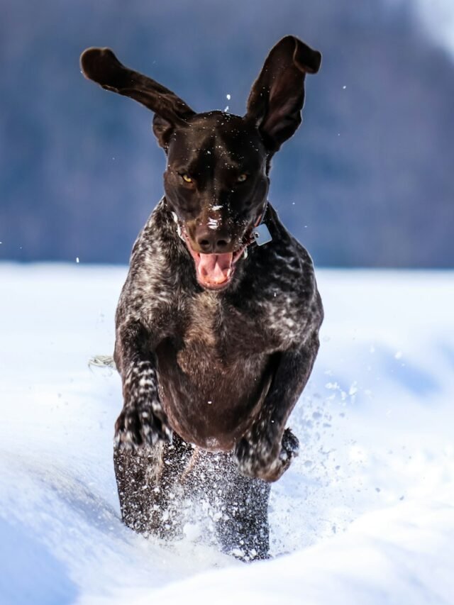 8 Tips for the Maintenance of German Shorthaired Pointers