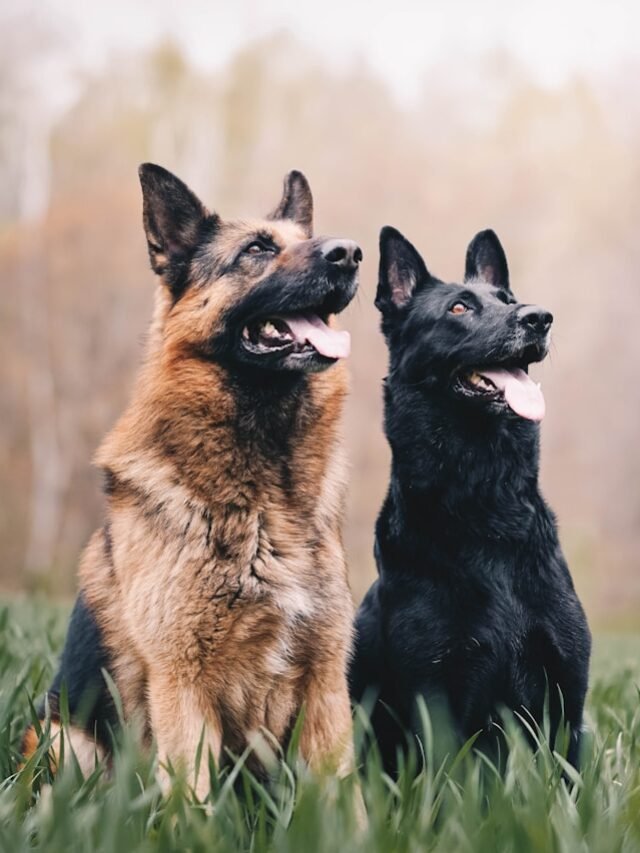 German Shepherd