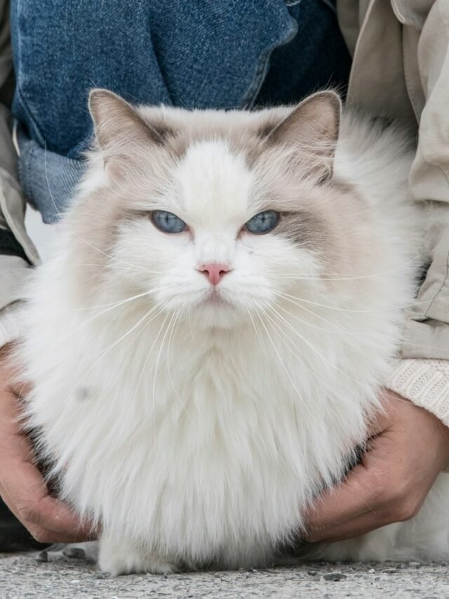 8 Best Gigantic Behaviour Cat Breeds in USA