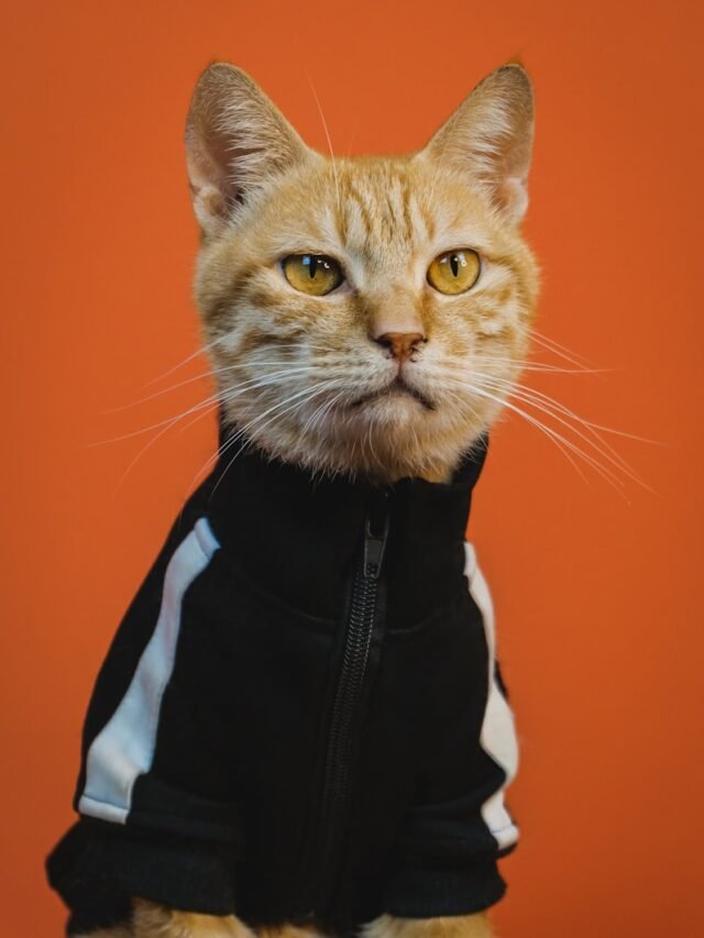 8 Best Healthy Cat Treats in the USA