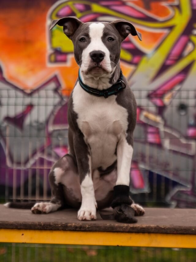 black and white short coated dog on black metal cage