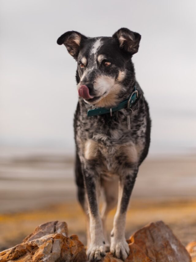 8 Things You Didn’t Know About The Australian Cattle Dog