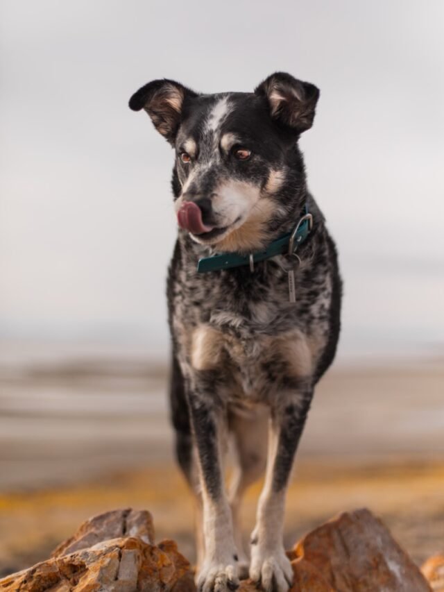 8 Major Factors Blue Heelers Always Consider