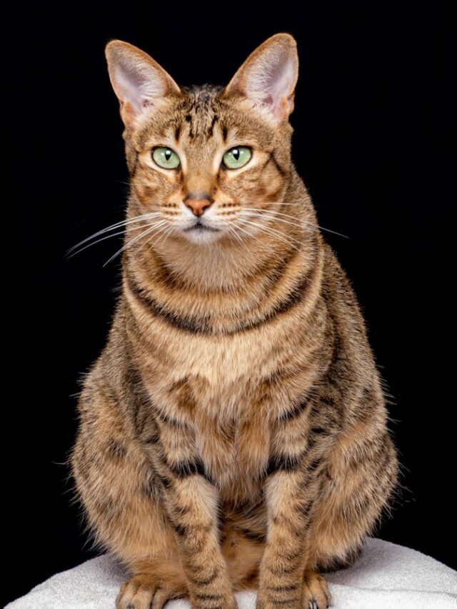 8 Greatest Cat Breeds That Are Stronger