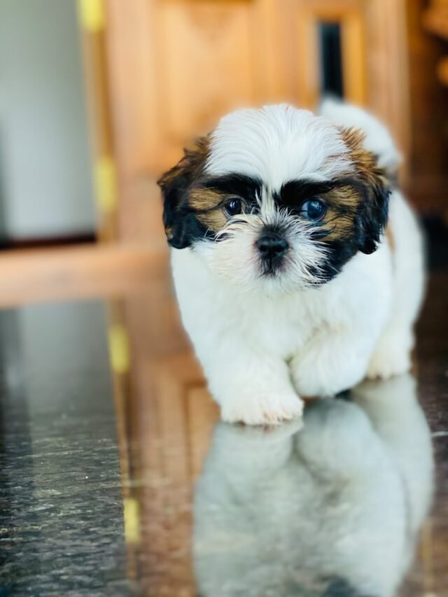 Top 8 Greatest Non-shedding dog breeds