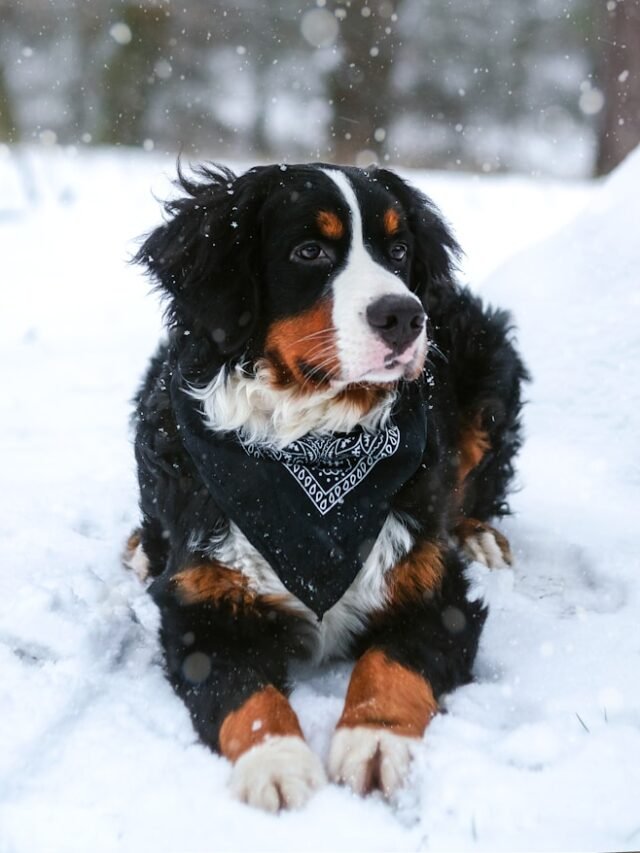 Bernese Mountain Dog