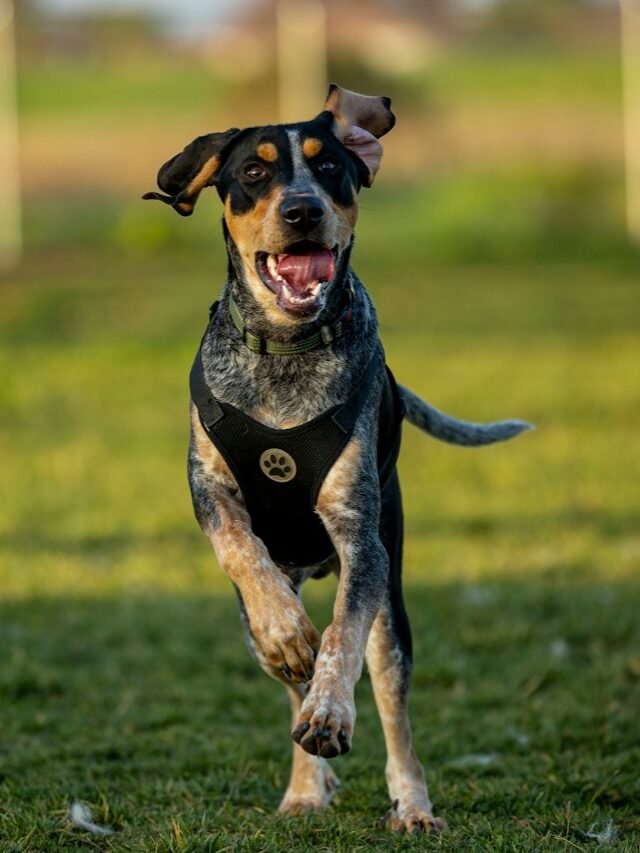 Top 8 Largest Dog Breeds with Hearts Like Paws