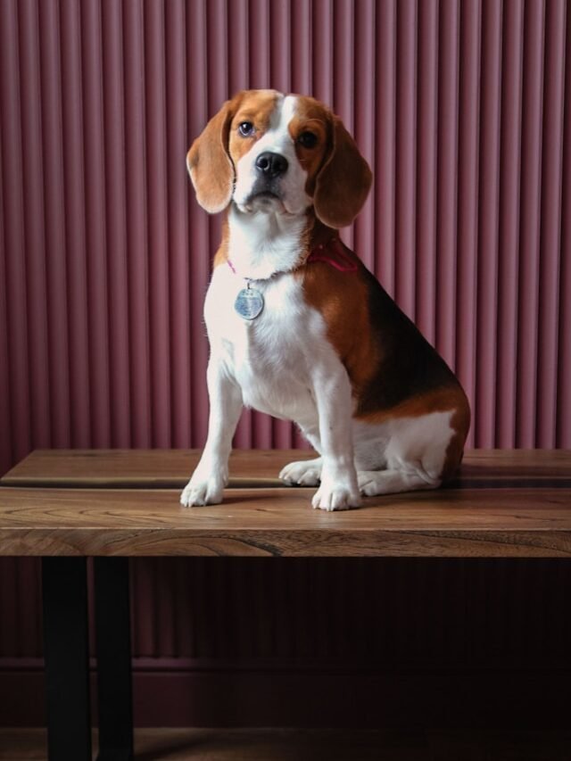 brown and white short coated dog sitting on brown wooden table