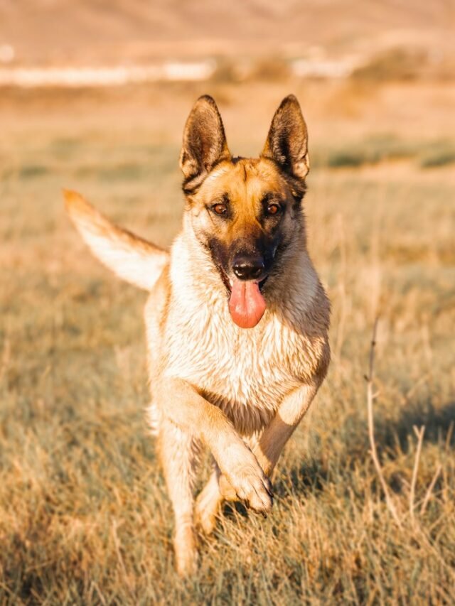 Top 8 Excellent Qualities of Belgian Malinois