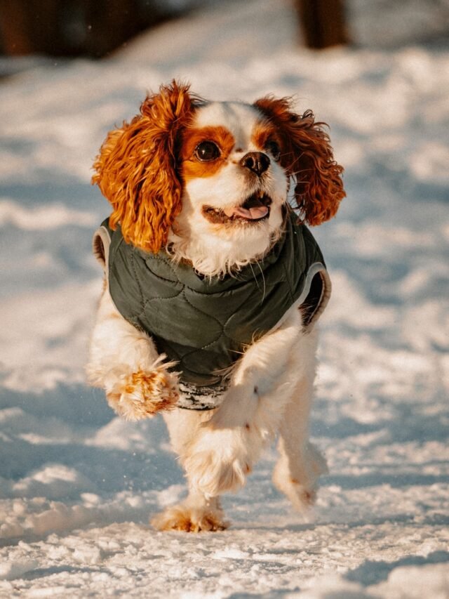 8 Cutest Mixed Dog Breeds for Families